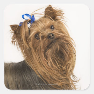 Yorkshire Terrier / Yorkie. Lebhafte Rasse Quadratischer Aufkleber