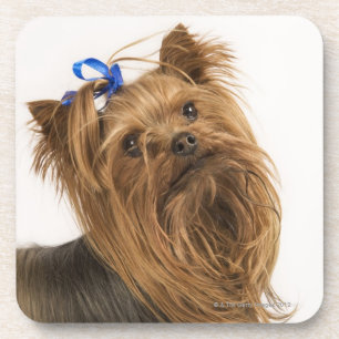 Yorkshire Terrier/Yorkie. Lebhafte Zucht von Untersetzer