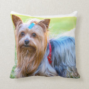 Yorkshire Terrier Yorkie Lieblingszucht Kissen