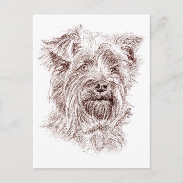 Yorkshire Terrier Zeichnend Postkarte (Vorderseite)