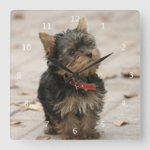 Yorkshire-Terrierhundeniedliche schöne Uhr