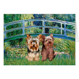Yorkshire Terriers (17-18) - Bridge