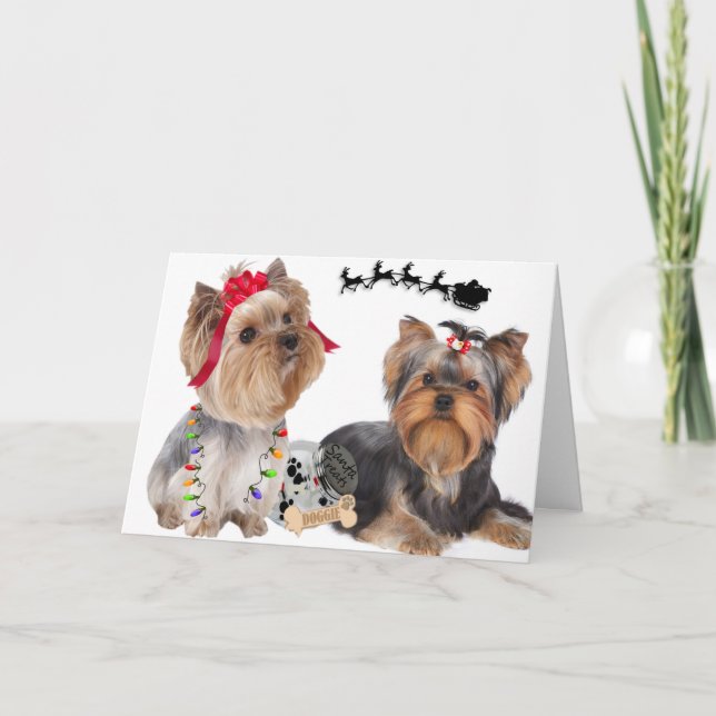 Yorkshire Terriers Croient Aux Cartes Père Noël (Devant)