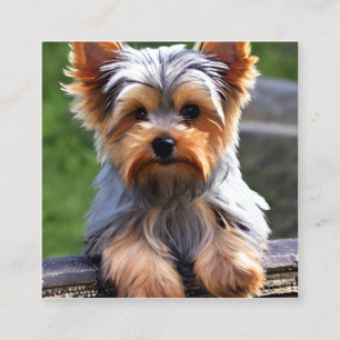 Yorkshire Terriers oder Yorkies, wie sie Affec sin Quadratische Visitenkarte