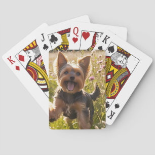 Yorkshire Terriers spielen im Gras Spielkarten