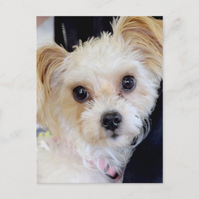 Yorkshire (Yorkie)/Shih Tzu Postcards Postkarte (Vorderseite)