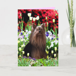 Yorkshireterrier u. -Blumen Dankeskarte