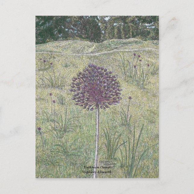 Yorktown Onion Postkarte (Vorderseite)