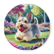 Yorshire Terrier Puppy im Park