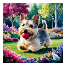 Yorshire Terrier Puppy im Park