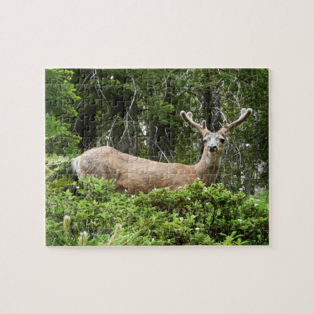 Yosemite Deer Nature Fotografy (Horizontal)
