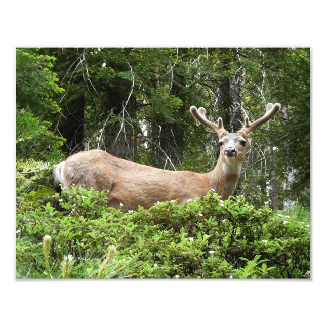 Yosemite Deer Nature Fotografy Fotodruck (Vorne)