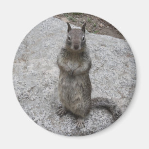 Yosemite-Eichhörnchen Magnet