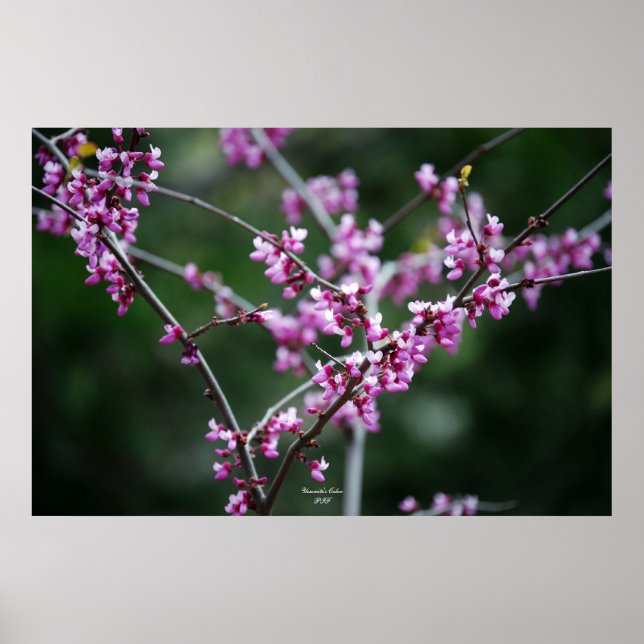 Yosemite-Farbe Poster (Vorne)