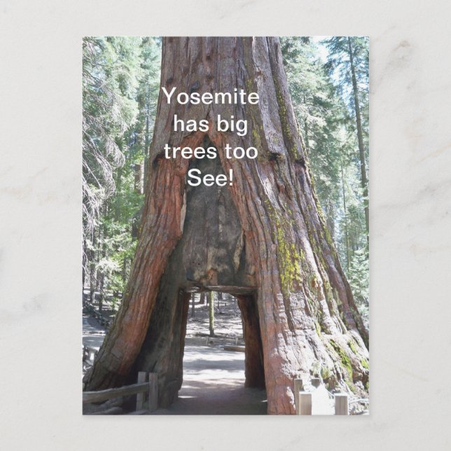 Yosemite hat Big Trees zu Postkarte (Vorderseite)