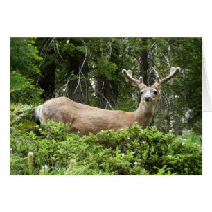 Yosemite-Hirsch-Naturfotografie
