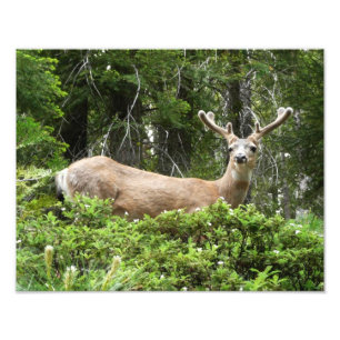 Yosemite-Hirsch-Naturfotografie Fotodruck