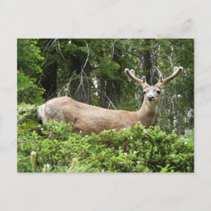 Yosemite-Hirsch-Naturfotografie Postkarte
