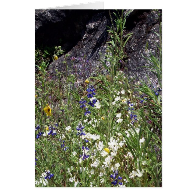 Yosemite in Springtime: Wildblumen (Vorne)