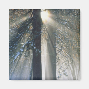 Yosemite National Park - Sonnenstrahlen streaming Magnet