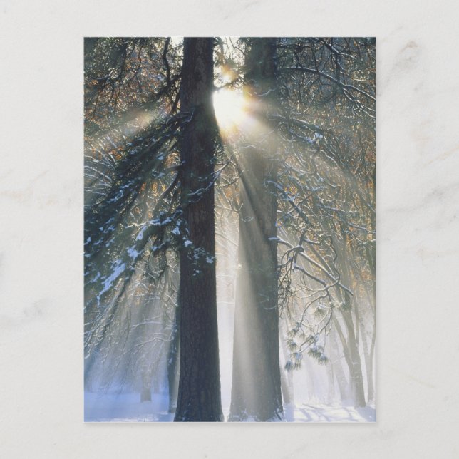 Yosemite National Park - Sonnenstrahlen streaming Postkarte (Vorderseite)