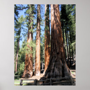 Yosemite Nationalpark Mammutbaum-Plakat Poster