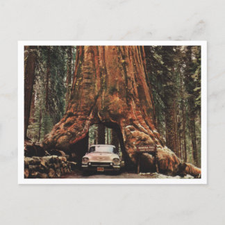 Yosemite NP, Wawona Tree, 1959 Vintag Inspiriert Postkarte