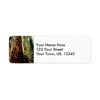 Yosemite Redwoods