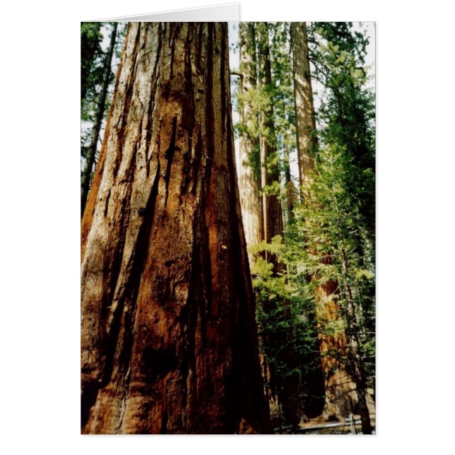Yosemite Redwoods Card (Vorne)