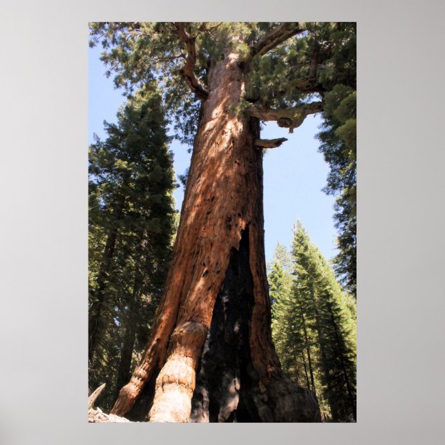 Yosemite-Sequoia-Foto-Poster Poster (Vorne)