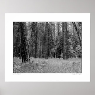 Yosemite Valley Forest Poster