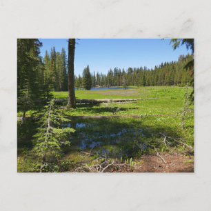 Yosemite-Wiese mit Sternschnuppen Postkarte