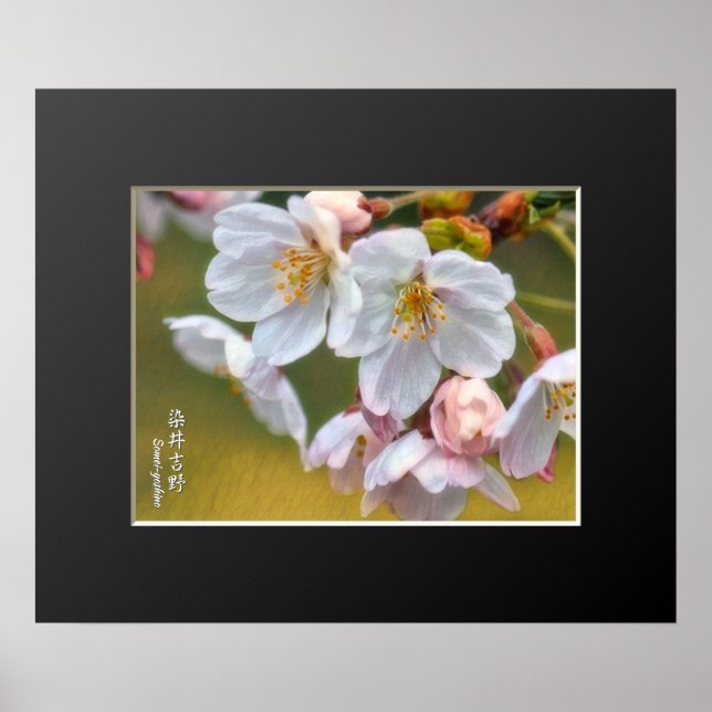 Yoshino Cherry ポスター Poster (Vorne)