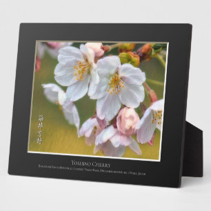 Yoshino Cherry Fotoplatte