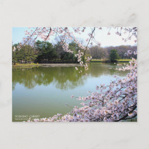 Yoshino Cherry: Postcard Postkarte