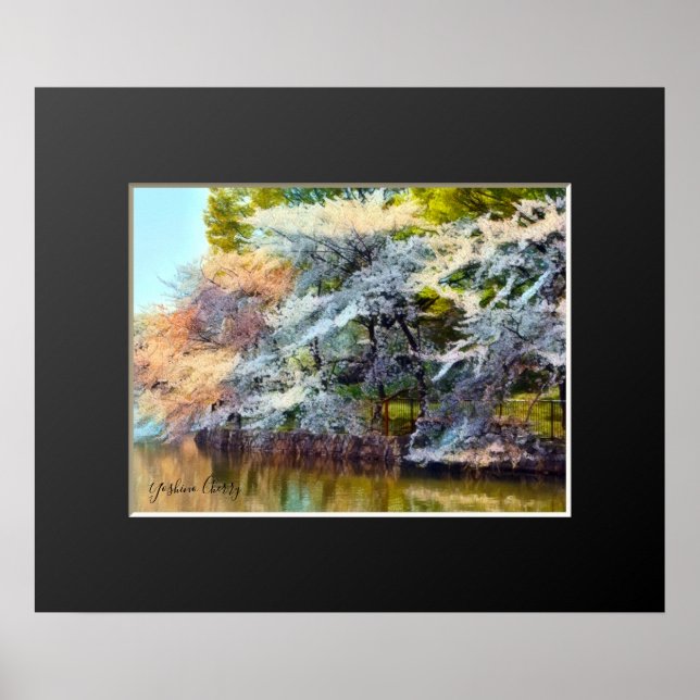 Yoshino Cherry Poster (Vorne)