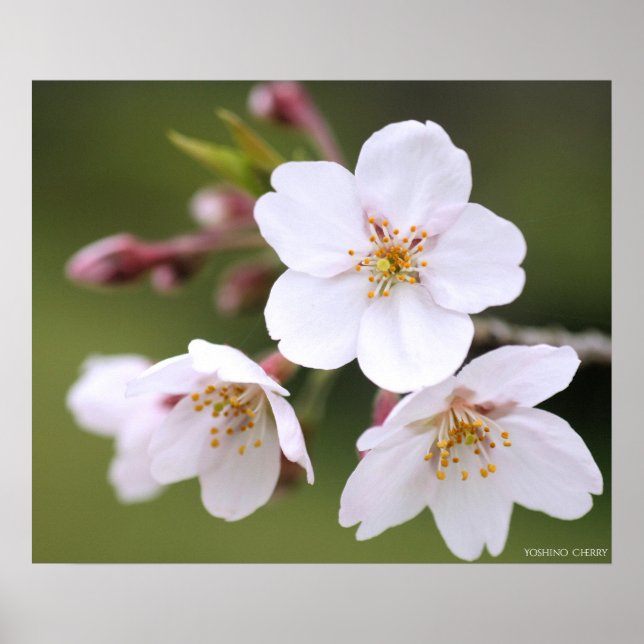 Yoshino Cherry: Poster (Vorne)