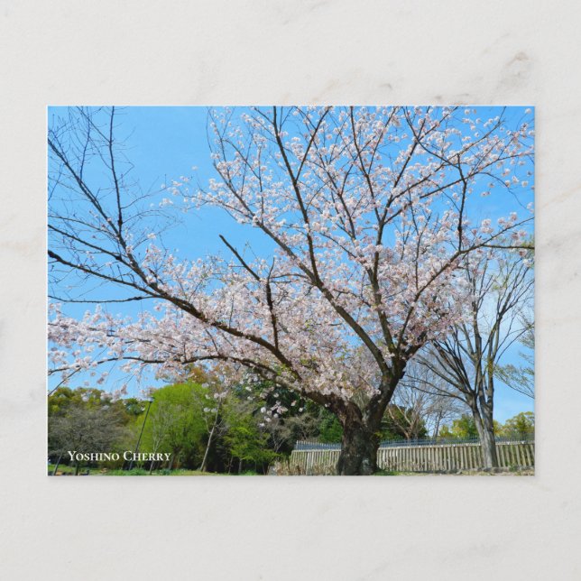 Yoshino Cherry Postkarte (Vorderseite)