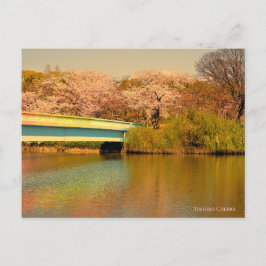 Yoshino Cherry Postkarte