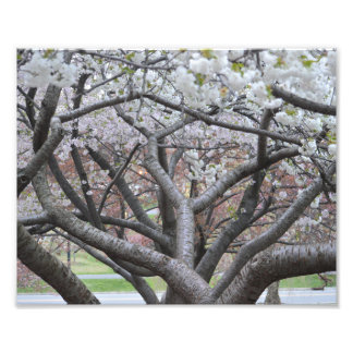 Yoshino Cherry Tree 8"x10" Impression photo