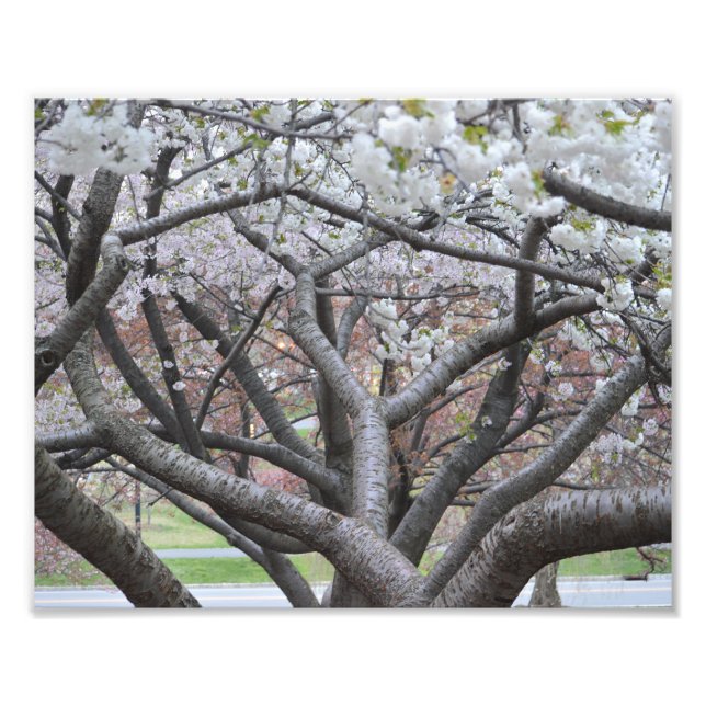 Yoshino Cherry Tree 8"x10" Impression photo (Devant)
