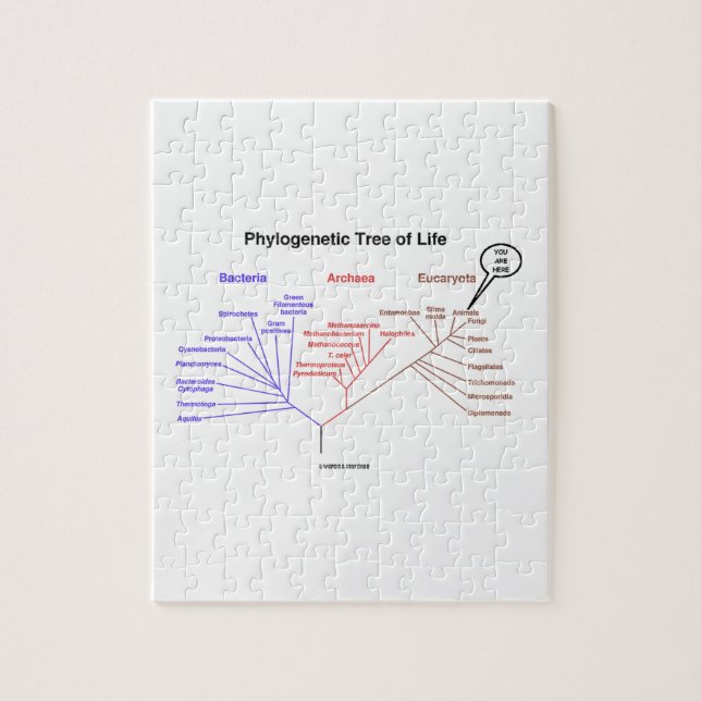 You Are Here Phylogenetic Tree Of Life (Vertikal)