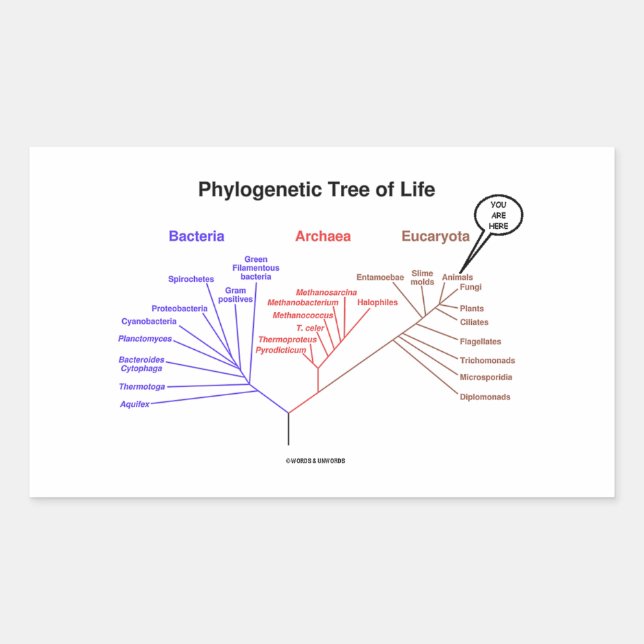 You Are Here Phylogenetic Tree Of Life Rechteckiger Aufkleber (Vorderseite)