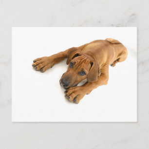 yound Rhodesian ridgeback Postkarte