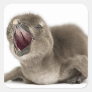 Young African Pinguin - Spheniscus demersus. Quadratischer Aufkleber