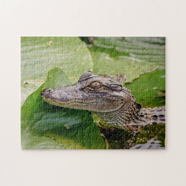 Young Alligator (Horizontal)