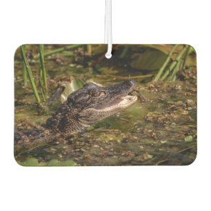 Young Alligator Autolufterfrischer