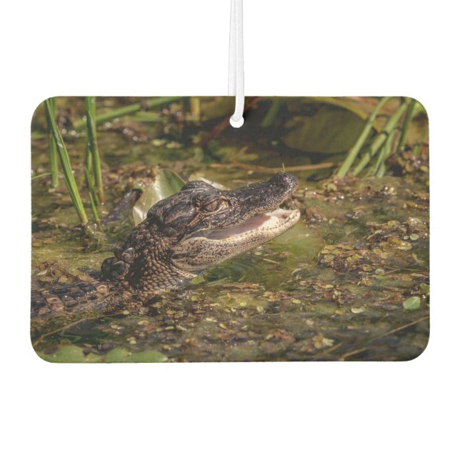 Young Alligator Autolufterfrischer (Vorderseite)