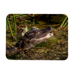 Young Alligator Magnet