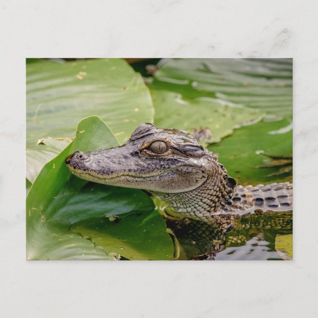 Young Alligator Postkarte (Vorderseite)